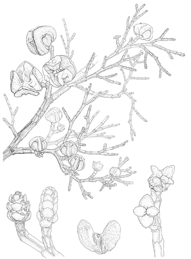 Tetraclinis articulata